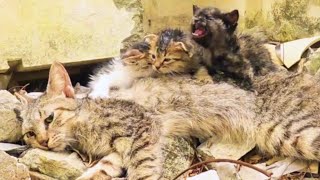 'PLEASE SAVE MY MOM' the kittens cried out desperately, begging help for their dying mom cat.