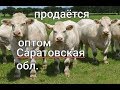 Продаётся Телёнок по пароду " ШАРОЛЕ " оптом КРС Саратовская обл.