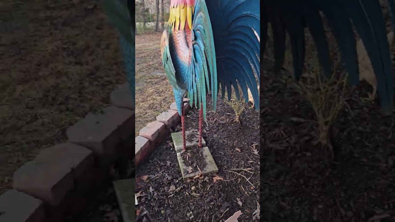 Цесарки и куры