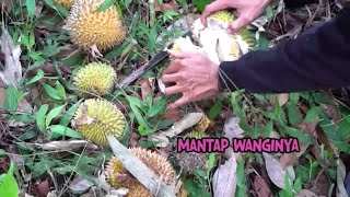 Mantab Nikmat Durian Hutan ENAH BIKIN ENAK 19/09/23