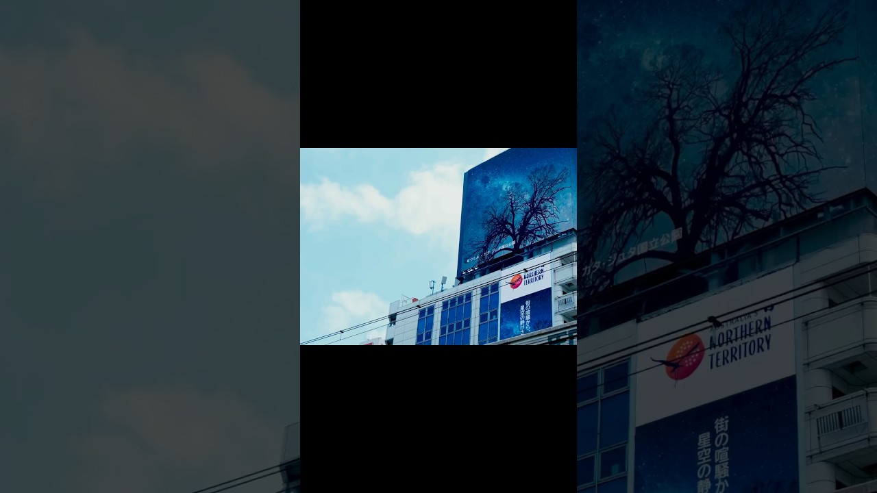 free bird in the sky🌌