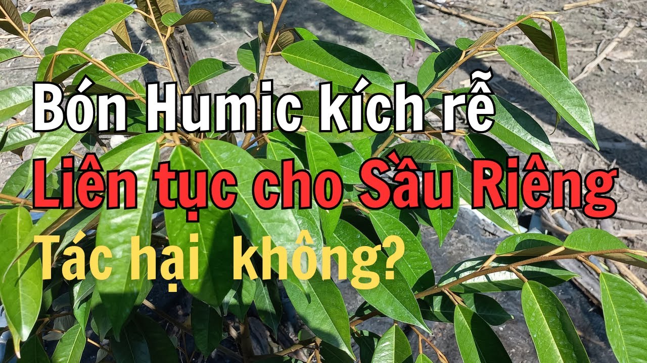 Cách tưới humic cho Sầu Riêng Con hiệu quả, không vàng lá, thối rễ