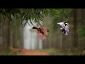 Forest birds (Nature Sounds)