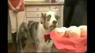 inception animals - Thomas Humpers.wmv
