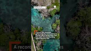 Hundreds of Manatees Seek Warmer Water During Cold Snap