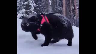 Oh lawd, he comin