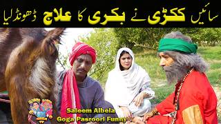 Saeen Kukkri nay Bakri ka ilaaj dhoond lia Saleem Albela Goga Pasroori Funny
