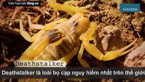 Tại sao nọc độc bọ cạp có giá lên tới hơn 10 triệu USD/lít