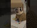 O sono vem com facilidade para Sigruga!🐶🐢