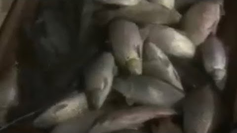 thực tế máy kích cá igbt h6 siêu rô phi cá nổi như phao