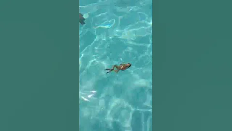 Little froggie went for a swim