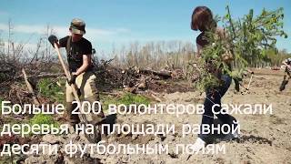 Посади дерево на Байкале!