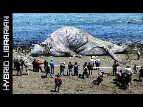 Scientists baffled by strange sea creatures near Alaska