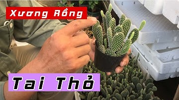 Cách Trồng Và Chăm Sóc Xương Rồng Tai Thỏ | CÂY CẢNH CHỢ HÀNG | Đoạn Đằng Phong | Hải Phòng