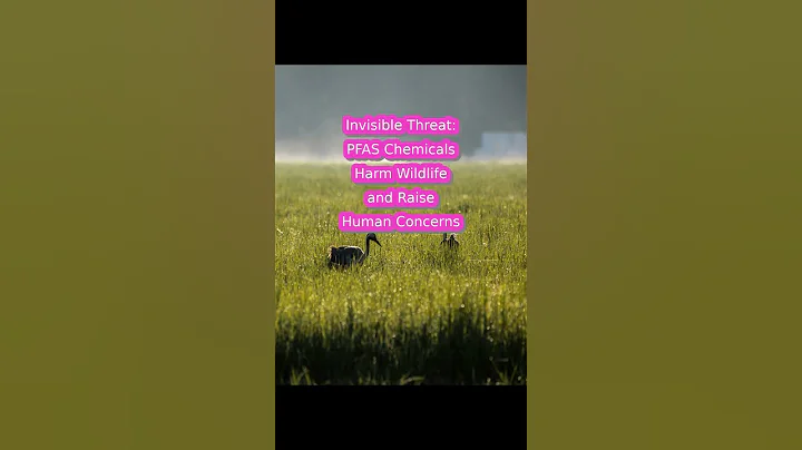 Invisible Threat: PFAS Chemicals Harm Wildlife and Raise Human Concerns