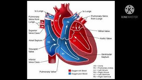 Std : 5.Sub: E.V.S 1.Ls.no.21.Busy at Work - Our Internal Organs.