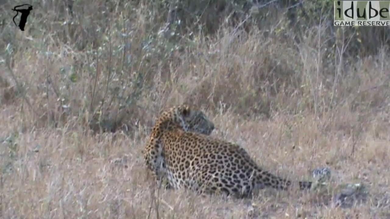 LION Vs LEOPARD: Lioness Stalks And Chases Male Leopard! - YouTube