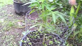 Outdoor Medical Marijuana "A couple seedlings"