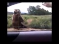 Polite bear waves hello