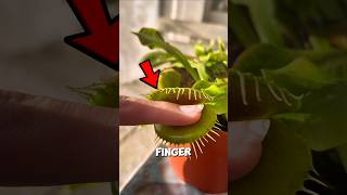 He Put His Finger on a Dangerous Plant… and this is what happened!😨