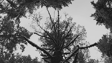 RAVN - Zov Lesa (Official Music Video)