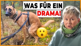 ALARM! Hund hat Durchfall! Das war ein Drama mit Klausi by DOGsTV - Online Hundetraining 7,690 views 5 months ago 8 minutes, 10 seconds