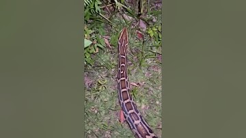 Burmese Python           #shorts #short #shortvideo #reptiles #python #snake #wildlife #animals