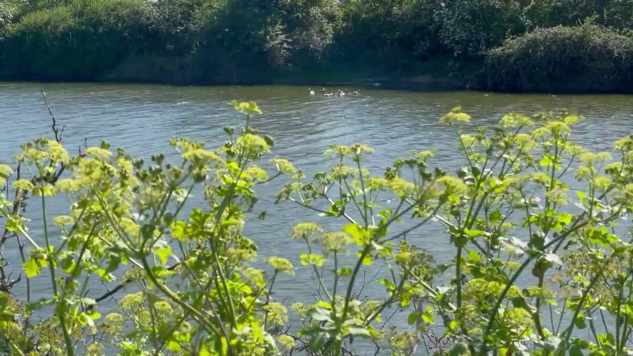 RSPB Cliffe Pools  | ASMR | Countryside | Relaxing sounds | Bird watch
