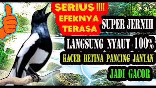 SUARA KACER BETINA MEMANGGIL JANTAN SUPER JERNIH AMPUH