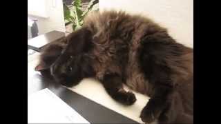 Cat fights with printer
