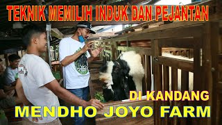 Materi Breeding Mendho Joyo Farm | Teknik Memilih Induk dan Pejantan | Nurwanto - Wonosobo