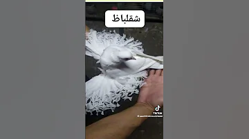 احلي انواع حمام 
