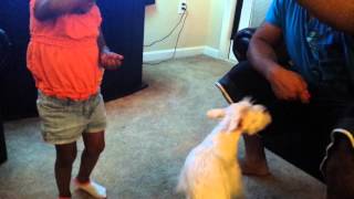 Little One Training Simba the Mini Schnauzer