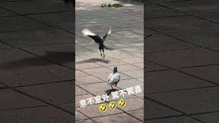 20260503 City Walk #bird
