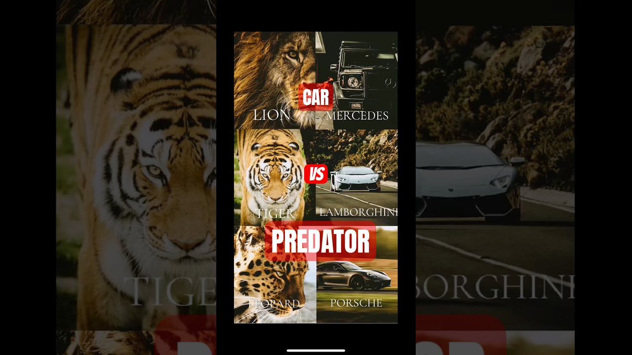 PREDATORs vs CARs | Lion:Mercedes, Tiger:Lamborghini, Leopard:Porsche 