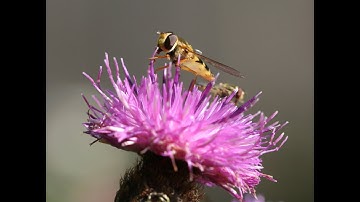 Ecology of Hoverflies