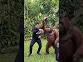 “Joget Betawi VS Orangutan 🤣 Siapa Paling Ngaco?!”