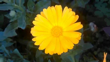 Comment entretenir un calendula ?