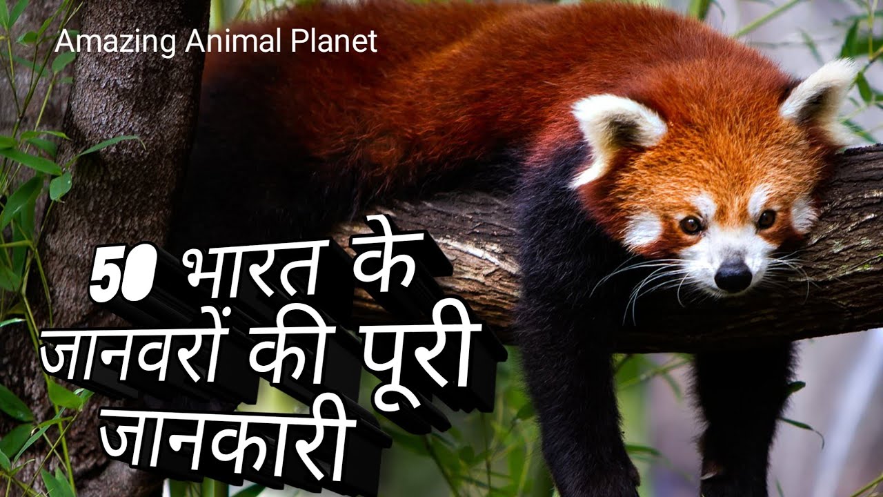 Top 50 Wild Animals In India/50 भारत के जानवरों की पूरी जानकारी। YouTube