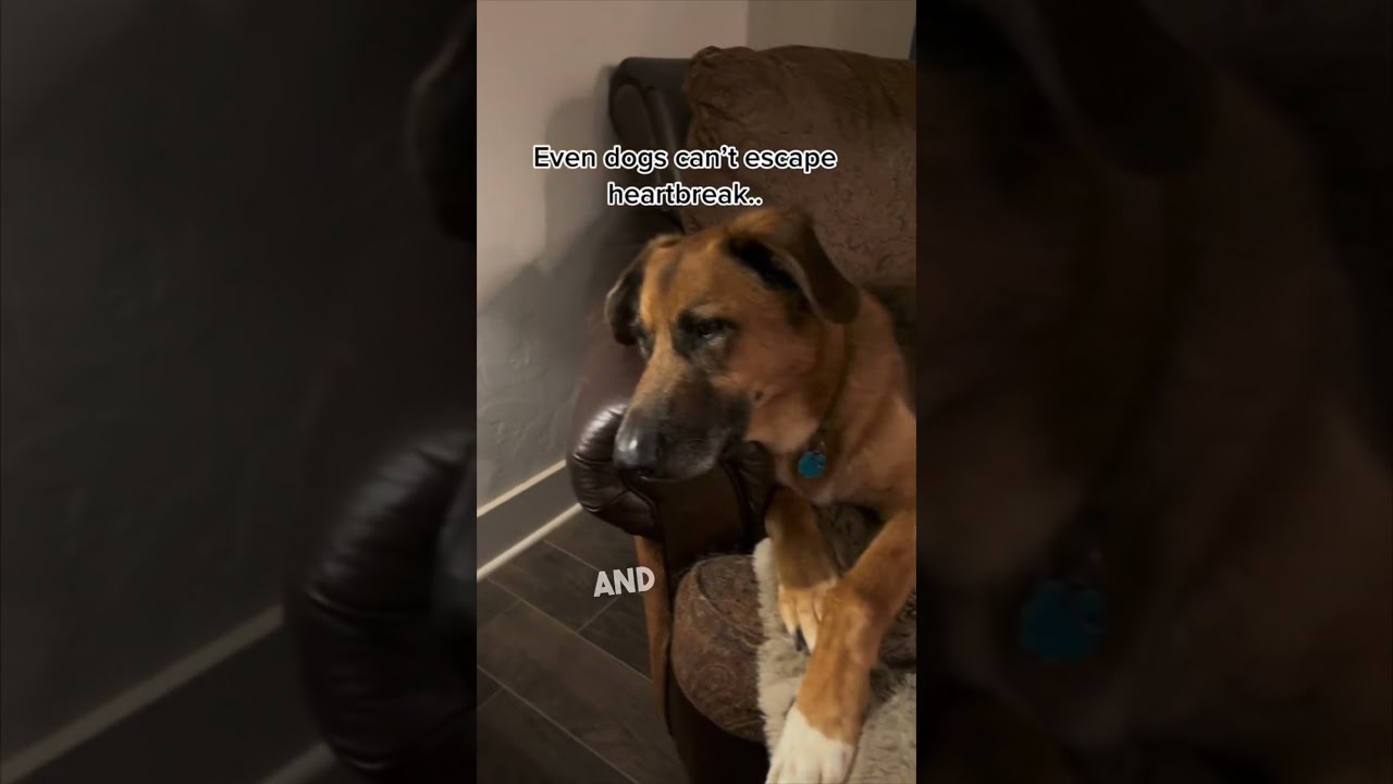 Dogs Grieve Just Like Humans Do 