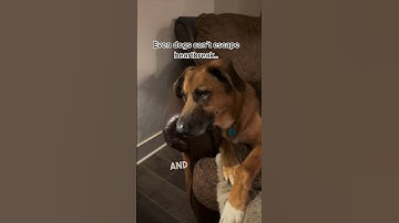 Dogs grieve just like humans do 🥹❤️