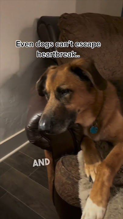 Dogs grieve just like humans do 🥹❤️