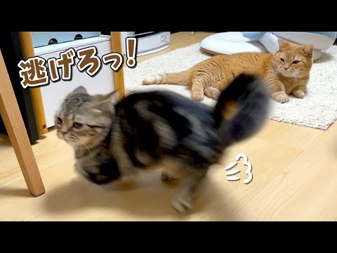 おもちゃが兄猫の近くにあると遠慮して本領発揮できない子猫