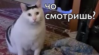 11 МИНУТ СМЕХА ДО СЛЕЗ! ЛУЧШИЕ ПРИКОЛЫ С ЖИВОТНЫМИ / СМЕШНЫЕ ЖИВОТНЫЕ приколы 2021