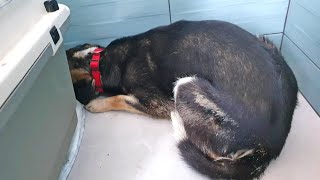 This Rescue Dog Was So Scared She Kept Hiding In The Corner by Howl Of A Dog 7,240 views 5 months ago 1 minute, 37 seconds