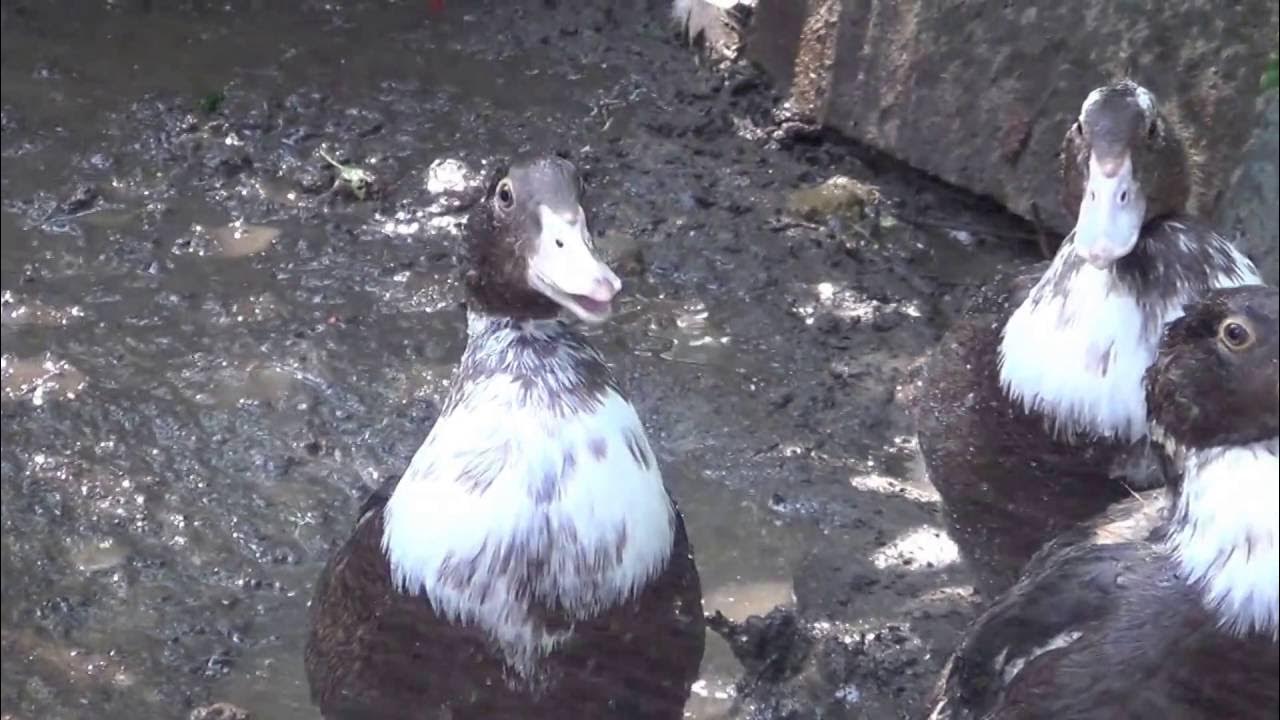 мулард утята 1 месяц. порода уток черри велли. индоутки муларды. утята индоутки 1 месяц. мускусные утята.