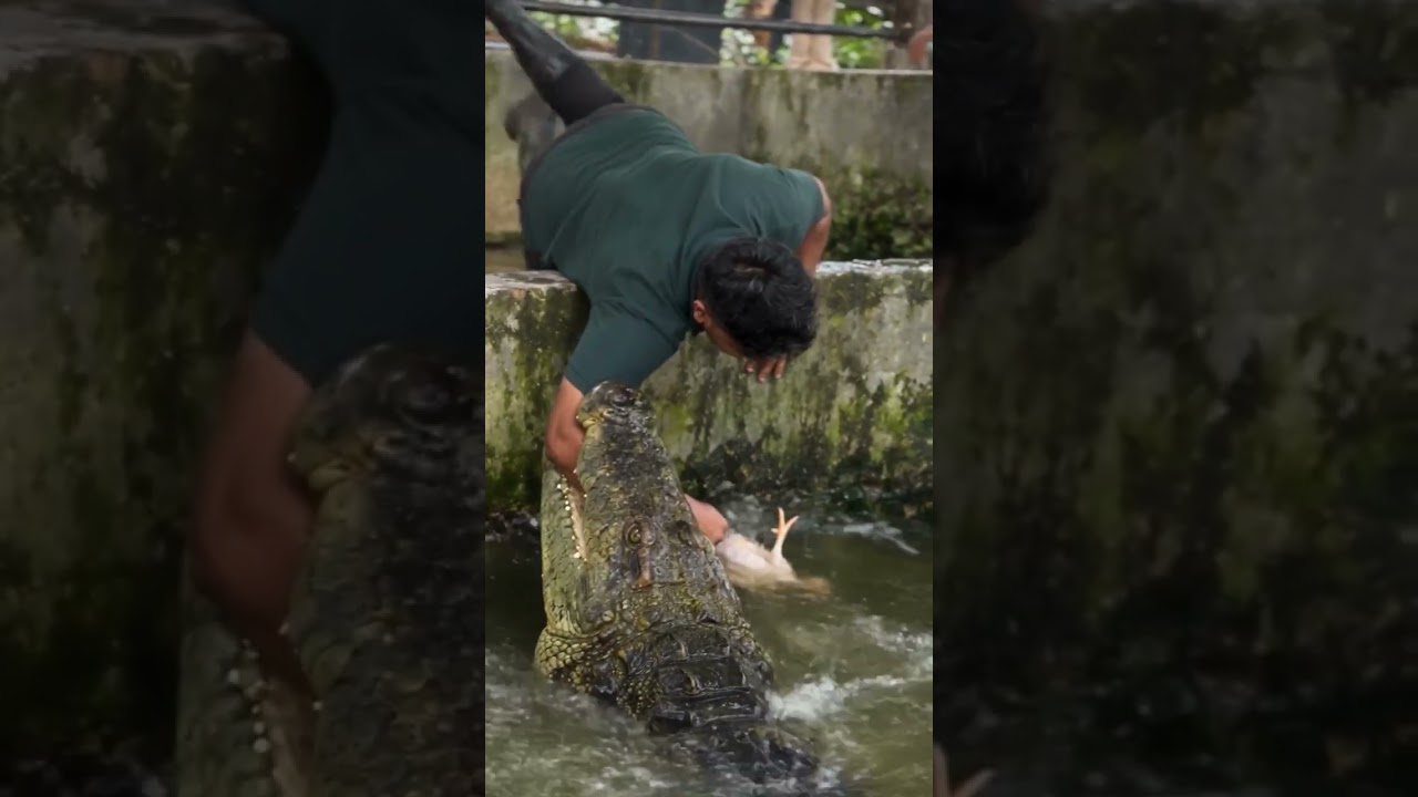 [ crocodile attack, crocodile feeding, man vs crocodile, cro