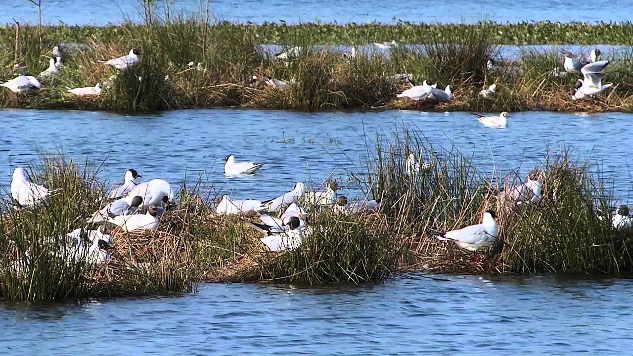 Dodaars en geoorde fuut in kokmeeuwkolonie