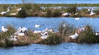 Dodaars En Geoorde Fuut In Kokmeeuwkolonie