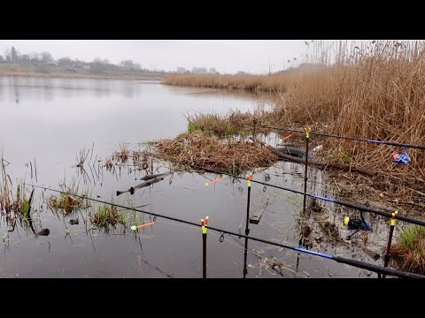 Здоровенн карас на пнопласт лупашать один за одним! Замшав нову прикормку! Рибалка на кормачки!